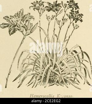 . Piante perenni dure . centro. Alba. Fiori bianco puro ovunque. Rosea. Come sopra, tranne che i theflowers sono un allegro rosa brillante. Forti radici di due anni, ognuna, 12c; Doz. 1.25; 100, 6.00 dollari. Militaris. Specie particolarmente distinte e di valore superiore, descritte a pagina 11. Un set, uno dei quattro tipi: 40c cuore di sanguinamento, Campanulas, Foxguants, Phlox duro, Daisie dipinte e altre varietà di fiori duri. W. F. COBBAN. HEMEROCALLIS. L,A LlLVFree Flowering, piante decorative per bordi temixati, arbusti o altrove, con bel fogliame lineare e beari Foto Stock