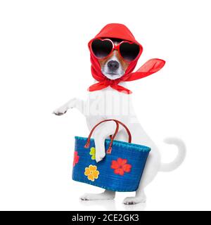 shopping diva cane Foto Stock