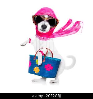 shopping diva cane Foto Stock