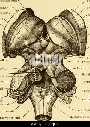 . Malattie del sistema nervoso . Commissura antero^Caput nuclei caudati. Cornu anteriusventriculi lateralis Putamen. TRACTUS opticus-N. opticus Tractus olfattoriua Chiasma opticumx Corpus mamillare N Pedunculus cerebri^ .sPons (Varoli) N fila lateralia pontis N Fasciculus obliquus pontisBrachium pontisv Flocculus Oliva Fibrae arcuata externa?xv N^ del nervo laterale posteriore del funemicus sulmoris, del nervo laterale cervicale del funemicus funemicis, del funemicus sulis exteris, del nybundalis o del nervo laterale del nybundhemicis del nybundus, E medulla, da theside. (Dopo Toklt.) Commissura habenularum Trigonum habenultpCorpus Foto Stock