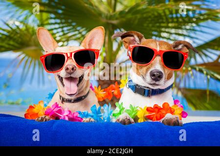 coppia di cani Foto Stock