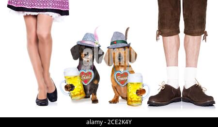 birra bavarese dachshund salsicce cani , coppia di due Foto Stock