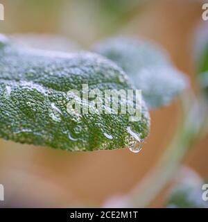 L'acqua cade sulla foglia di una salvia dopo una pioggia Foto Stock