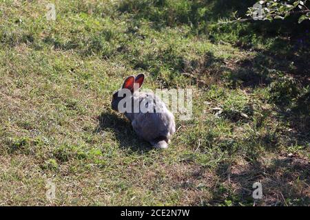 conigli nel parco Foto Stock