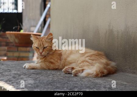 gatto zenzero rilassante in giardino Foto Stock