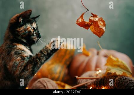 Cute gatto colorato che gioca con una foglia secca autunno. Un gatto, filo e maglia e due grandi zucche di forme e colori diversi su sfondo verde. Foto Stock