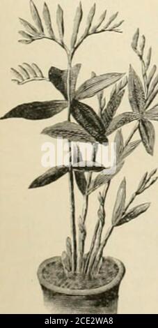 . Die Gartenwelt . ich nach einem Exemplar im grfs-herzoglichen botanischen Garten zu Freiburg i. B. gezeichnet. E.EI bei giebt jährlich im Tausch-wege unsere sämtlichen gesam-melten Samen ab, selten aberdeckt der Vorrat die Nachfrage- ein Zeichen, dafs Spigilia splen-iltiis gewifs eine begehrte wert-volle Pflanze ist. LJniversitätsgärtner W. E. Mütze, Friburgo i.. B.Cineraria Hybrida grandi-flora. Herr HandelsgärtnerFriedrich Roemer a Quedlinbürg übersandte uns am 10. Blüten, die den Bereich, Die den Bereich, dfs in der Verollkomm-nung dieser ste Foto Stock