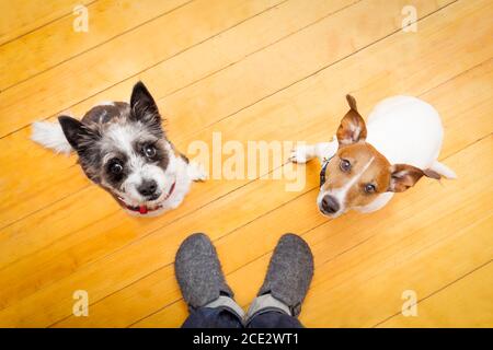 due cani e un cuccia a casa Foto Stock