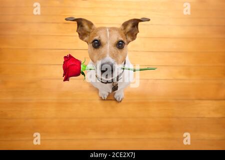 cane valentines innamorato di rosa in bocca Foto Stock