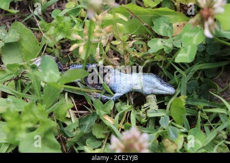 lucertola morta che si decompone nel giardino Foto Stock