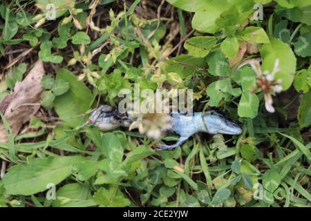 lucertola morta che si decompone nel giardino Foto Stock