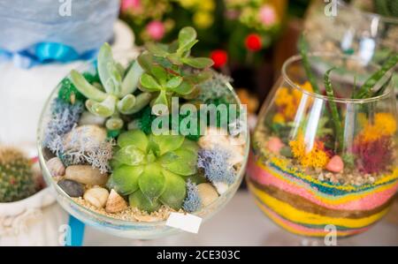 Composizione decorativa di una varietà di succulenti in un vetro florarium Foto Stock