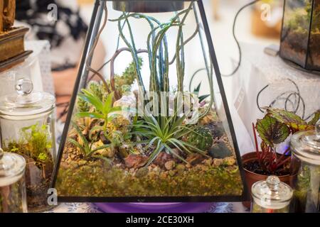 Composizione decorativa di una varietà di succulenti in un vetro florarium Foto Stock