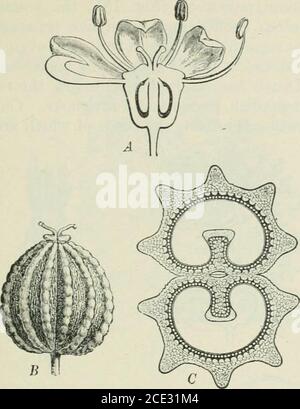 . Piante e loro usi; un'introduzione alla botanica . FLG. 180, I.-Hemlock di veleno (Conium maculatum, famiglia del prezzemolo, um-hellifera). Toj fiorente e fruttato). (Baillon.) – UNA liicnnial about1-2 m. di altezza: Gambo, liscio, porpora-macchiato; foglie di prezzemolo-liko, oftopo-come odore quando lividi; fiori bianchi; frutta bruno. Nativehome, Eurasia. Sonò per mano degli ateniesi. Casi recenti di veleno-ing sono stati il risultato di mangiare la radice da mi.stake per il parsnip, le foglie per il prezzemolo, e i semi per l'anice. -i bambini sono stati avvelenati dal soffiaggio di fischi fatti dal fusto. PIANTE VELENOSE T Foto Stock