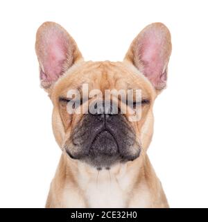 Fawn bulldog francese Foto Stock