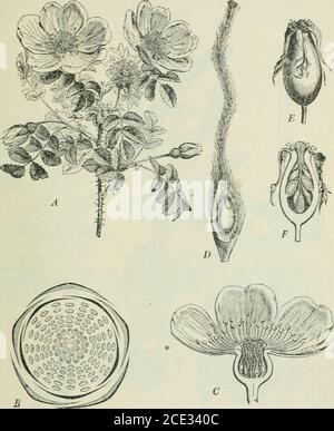. Piante e loro usi; un'introduzione alla botanica . m.. Mm 1/ v^^W fig. 148, II.-Roso francese (Roxa gullica, Ro.so Famiglia, Rosacea-). (Bail-Ion.) – arbusto alto circa 1.5 m.; foglie pelose sotto; fiori tocrimson rosa; frutta mattone-rosso. Casa nativa. Europa centrale e meridionale, e A.sia occidentale. Questa specie cro.sed più o le.ss con altri è la fonte principale di attar di rose. Cedendo succhi di frutta o aromatizzanti materie usate per bevande, sono già stati sufficientemente descritti per il nostro presente pur-posa. Tè, caffè e cacao concordano in ciascuno contenente un cristallineconstituente che appartiene t Foto Stock