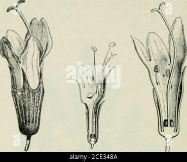 . Piante e loro usi; un'introduzione alla botanica . Fig. 146, I.-menta piperita {Mmentha piperita. Famiglia Mint, Labiata).top fiorente. (Baillon.) – un'erba perenne, che cresce di 1 m. di altezza, aro-matica: Foglie che portano numerose ghiandole volatili di olio minuto; fiori palepurplLsh; noci raramente si sono formate. L'olio di ^intergreen è fabbricato artificialmente, ma in questo caso il prodotto artificiale è indistinguibile da quello naturale. A differenza della maggior parte degli oli questo .affonda in acqua, essendo effettivamente il più pesante conosciuto di oli volatili. Si tratta di una FLAVORINC 148; E IMPIANTI DI BEVANDE. Fig. 146, II.^menta piperita. Fiori, it Foto Stock