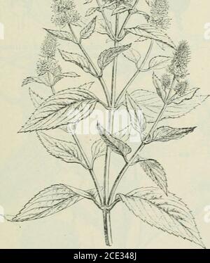 . Piante e loro usi; un'introduzione alla botanica . Fig. 146, I.-menta piperita {Mmentha piperita. Famiglia Mint, Labiata).top fiorente. (Baillon.) – un'erba perenne, che cresce di 1 m. di altezza, aro-matica: Foglie che portano numerose ghiandole volatili di olio minuto; fiori palepurplLsh; noci raramente si sono formate. L'olio di ^intergreen è fabbricato artificialmente, ma in questo caso il prodotto artificiale è indistinguibile da quello naturale. A differenza della maggior parte degli oli questo .affonda in acqua, essendo effettivamente il più pesante conosciuto di oli volatili. Si tratta di una FLAVORINC 148; E IMPIANTI DI BEVANDE Foto Stock