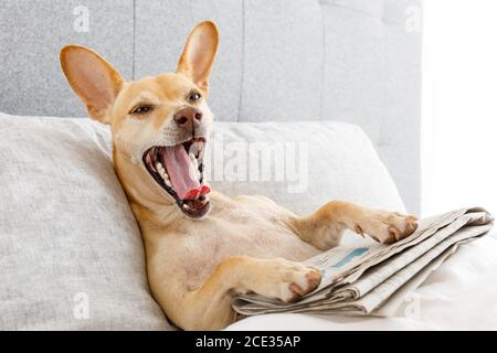 cane che sbadia a letto con giornale Foto Stock