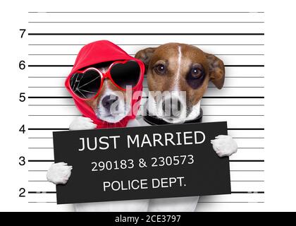 mugshot solo cani sposati Foto Stock