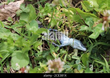 il corpo della lucertola morta si decompone nell'erba Foto Stock