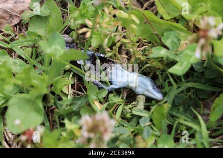 il corpo della lucertola morta si decompone nell'erba Foto Stock
