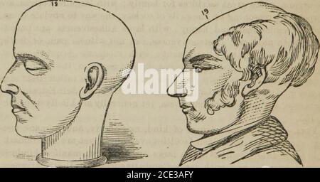 . L'autoistruttore illustrato in phroenologia e fisiologia : con oltre cento incisioni : insieme con la carta e il carattere di ... come segnato da ... . ne in natura, animatee inanimate, cielo e terra, uomo e cose, presente e futuro; coltivare ammirazione e adorazione del carattere Divino e del governo, di questo stupido ordine delle cose, delle bellezze e delle mezze della natura, nonché rispetto per la religione e le cose sacre ; Contemplare la misericordia e la bontà Divine piuttosto che l'austerità, edsalvezza che condanna. Il restrain è raramente, se mai, necess Foto Stock