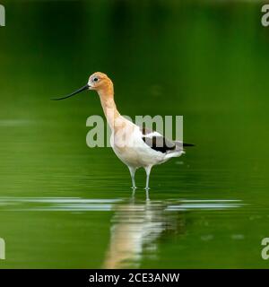 Avoceto americano adulto (Recurvirostra americana) in piedi in acqua Foto Stock