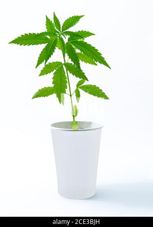 Pianta giovane di Cannabis in vaso in tazze solitarie isolate su bianco Foto Stock