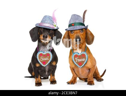 birra bavarese dachshund salsicce cani , coppia di due Foto Stock