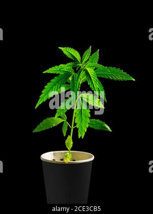 Giovane Cannabis medico pianta da vicino isolato su sfondo nero Foto Stock