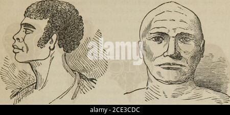 . L'autoistruttore illustrato in phroenologia e fisiologia : con oltre cento incisioni : insieme con la carta e il carattere di ... come segnato da ... . – lettivo – che qualsiasi altro animale, strega alcuni dei sentimenti morali, e di conseguenza è chiamato il semirragioningman, la sua floenologia corrisponde perfettamente al suo carattere. PERCEPTIVES PIÙ GRANDE DEI RIFLESSI. Le varie razze si accordano anche con la scienza frenologica. Quindi, gli africani hanno generalmente percezioni complete, e grande sintonia e lingua, ma la causalità ritirata, e di conseguenza sono carenti nel ragionamento ca-pacity, ma hanno excel Foto Stock