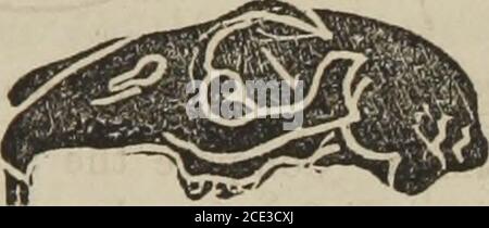 . L'autoistruttore illustrato in phroenologia e fisiologia : con oltre cento incisioni : insieme con la carta e il carattere di ... come segnato da ... . ^^s*. N. 23.-pecora-vista dall'alto. N. 24.-Babbit-vista laterale. A grande distruttività, gatti, volpi, ichneumoni, ecc., aggiunga largeSecretivexess, sia nel carattere che nella testa. Becretivrness e distruttiveness entrambi GRANDI. Foto Stock