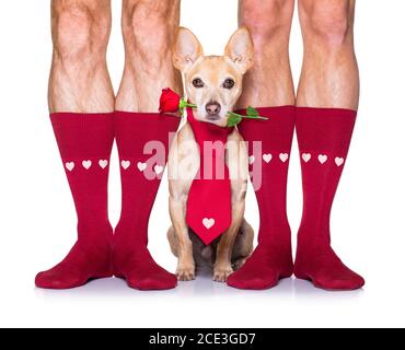 san valentino matrimonio cane innamorato Foto Stock