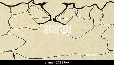 . Bollettino della Société botanique de Genève . Fig. 105. Thé noir (Souchong). Sec-tion trasversale équateriale. Fig-. 104. - Thé de Java. Sectiontrasversale équateriale. Le Thé de Java (fig. Loi), formé de feuilles de grandeur moyenne, demême que le Thé noir (fig. 105) (Souchong) présentent également les (93) L. REHFOUS. ETUDE SUR LES STOMATES 337 deux caractères cités Plus haut (présentence des crochets et épaississementdes péricliues externes des cellules annexces). On les retrouve dailliu-sfort bien marqués, dans les autres Thés constitués de feuilles âgées,comme le Thé impérial (ûg. 106), l Foto Stock