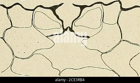 . Bollettino della Société botanique de Genève . Fig. 105. Thé noir (Souchong). Sec-tion trasversale équateriale. Fig-. 104. - Thé de Java. Sectiontrasversale équateriale. Le Thé de Java (fig. Loi), formé de feuilles de grandeur moyenne, demême que le Thé noir (fig. 105) (Souchong) présentent également les (93) L. REHFOUS. ETUDE SUR LES STOMATES 337 deux caractères cités Plus haut (présentence des crochets et épaississementdes péricliues externes des cellules annexces). On les retrouve dailliu-sfort bien marqués, dans les autres Thés constitués de feuilles âgées,comme le Thé impérial (ûg. 106), l Foto Stock