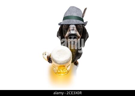 birra bavarese dachshund salsiccia cane Foto Stock