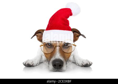 cane di babbo natale Foto Stock