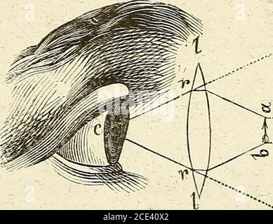 . Du microscope et des iniezioni : dans leurs applications à l'anatomie et à la patologie, suivi d'une classification des sciences fondamentales, de celle de la biologie et de l'anatomie en particulier . fectionner ce porte-loupe en ajoutant à la tige une artibition destinéeà lui faire exécuter de faciles mouements de laté-ralité. Art. Il. Théorie de la Loupe. 46. Lès loupes sont des Instruments doglique quiont la propriété de faire paraître les objets Plus grosquils ne sont ; ils ont, comme on dit, la propriété degrossir (en apparence) les objets. Elles sont forméesdune lenticchie biconv Foto Stock