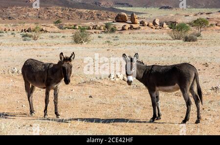 Asino nel deserto vicino al monte Brandberg, Namibia Foto Stock