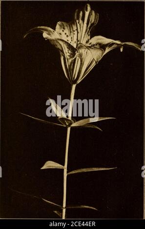 . Fiori selvatici che ogni bambino dovrebbe conoscere : disposti secondo il colore con descrizioni affidabili delle specie più comuni degli Stati Uniti e del Canada . GIGLIO ROSSO. LEGNO LILY. Lilium philadelphicum FIORI SELVATICI rosso e così bagnando i miei piedi. Una volta sedevo accidentalmente giù su un tale letto di piante di caraffa e ho trovato un uncom-soltanto sedile bagnato dove mi aspettavo uno asciutto. Theplant mostra molte variazioni di colore, dal viola profondo al rosa, e dal verde scuro al verde yel-low; e, come dice Alice Lounsberry: Da una sis-tance appaiono come la mistica miscela di colorsina un tappeto persiano. L'Huntsm Foto Stock
