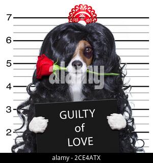 pazzo in amore valentines cane mugshot Foto Stock