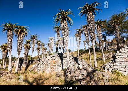 Grandi rovine dello Zimbabwe, strutture in pietra del 'complesso della Valle' e aloes, antica capitale della civiltà Bantu, provincia di Masvingo, Zimbabwe, Africa Foto Stock