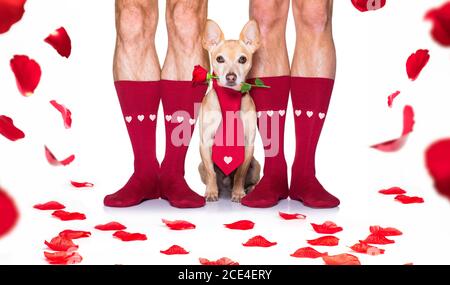 san valentino matrimonio cane innamorato Foto Stock