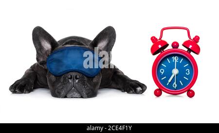 cane che dorme Foto Stock