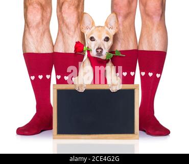 san valentino matrimonio cane innamorato Foto Stock