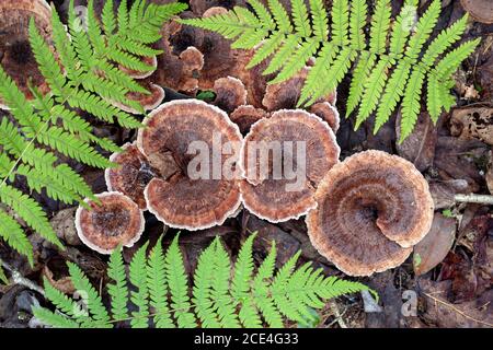 Funghi dentifrici a zonata (Hydnellum concrescens) tra felci - Pisgah National Forest, vicino a Brevard, Carolina del Nord, USA Foto Stock