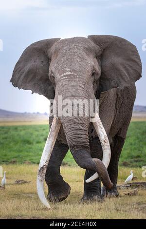 Elephant bull poggiando il suo tronco su uno dei suoi enormi Zecche in Amboseli Kenya Foto Stock