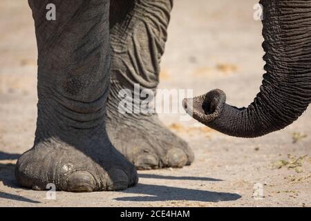 Primo piano su tronco di elefante e piedi anteriori a Savuti In Botswana Foto Stock