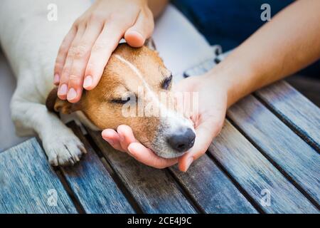 proprietario che accarezzano cane Foto Stock